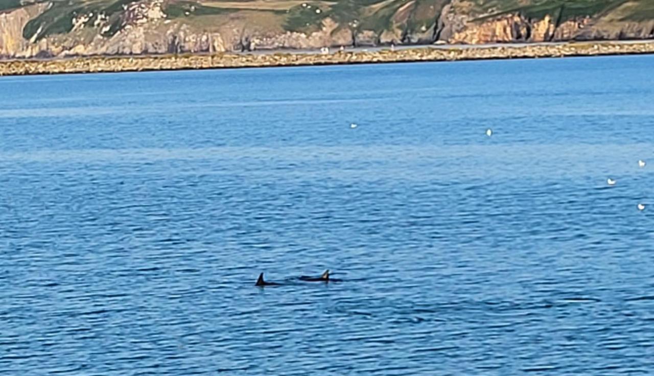 Seasidesteps Fishguard Εξωτερικό φωτογραφία
